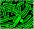 Legionella immunofluorescence.png