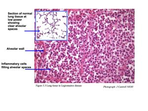 FIGURE 3.2 HISTOLOGY.jpg